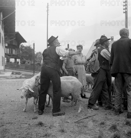 Separation of the sheep in autumn, 1941.