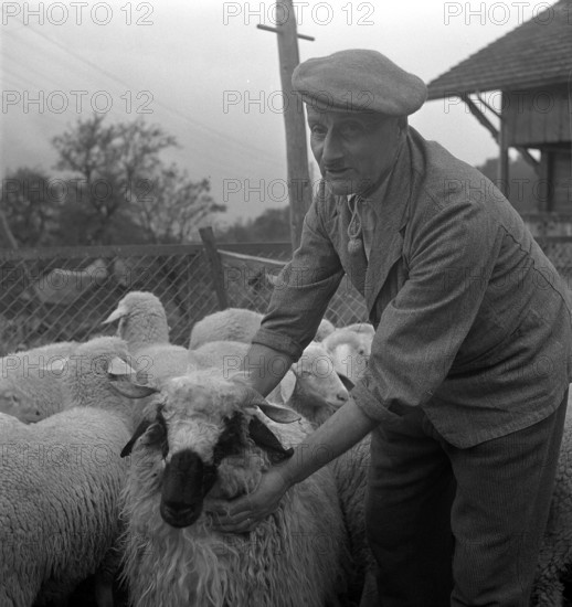 Separation of the sheep in autumn, 1941.