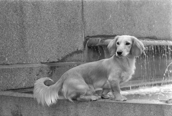Dachshund Yogi sitting on fountain border 1970.