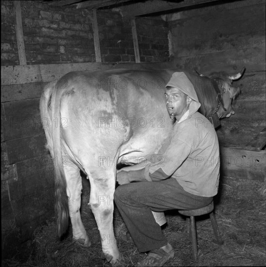Alpthal; farmer milking cow; 1951.