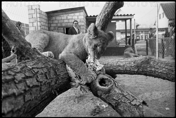Young lion eating poultry 1970.