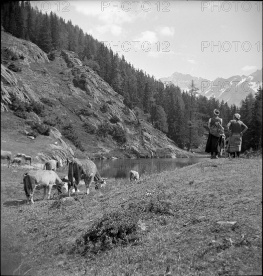Lotschental VS: women tending cattle; 1946.