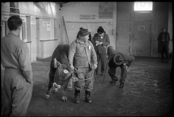 Breeding bull market Sargans, examination of animals 1962.