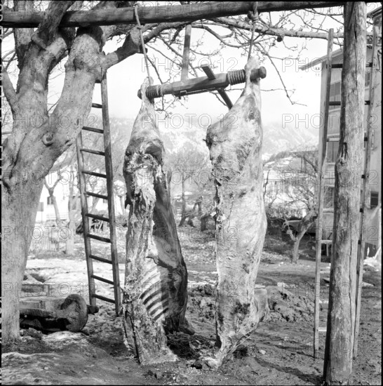 Avalanche in Unterbach; halfs of slaughtered animal, meat, 1957.