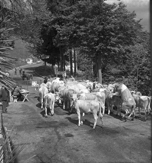 Customs at the transport of cows abroad, Creux 1952.