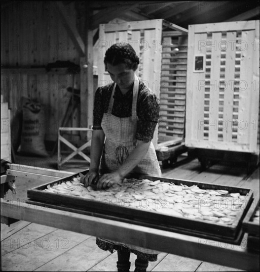 Processing potatoes in a pasta factory; 1941.