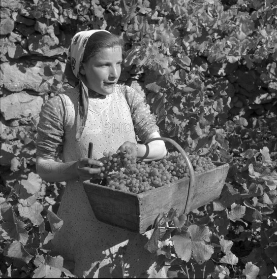 Heidenwein: winegrower at vintage, 1956.