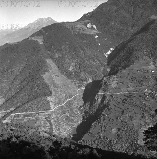 Heidenwein: submontane vineyards of Hohtenn, 1956.