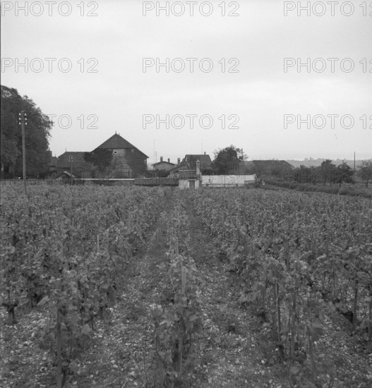 Vineyard near Coinsins; 1949.