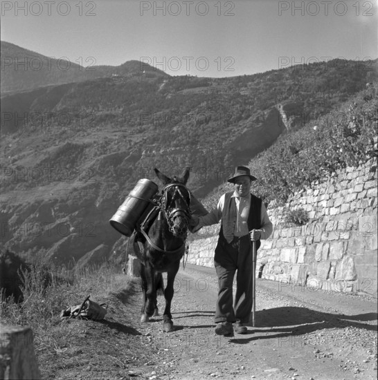 Heidenwein: mule at vintage, 1956.
