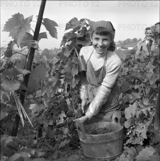 Girl at vintage in Riex in the Lavaux, 1957.