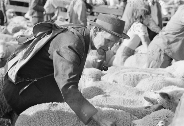 Separation of the sheep in autumn, Riffenmatt 1973.