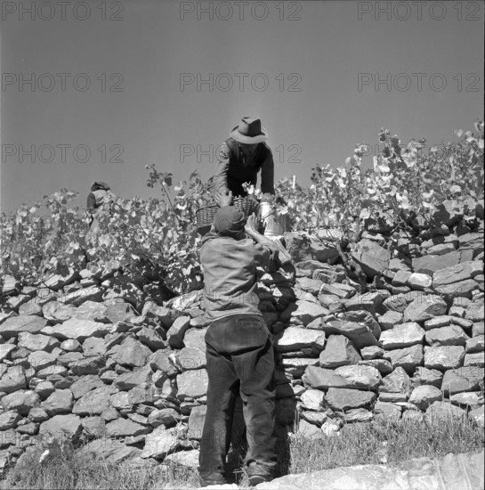 Heidenwein: stonewall in a vineyard, 1956.