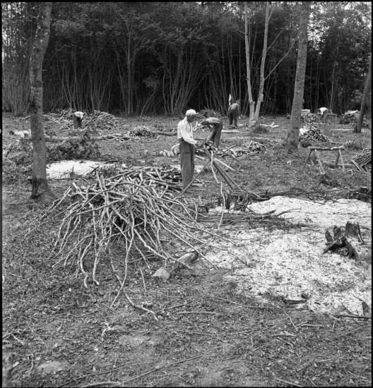 Waldrodung, Landgewi.