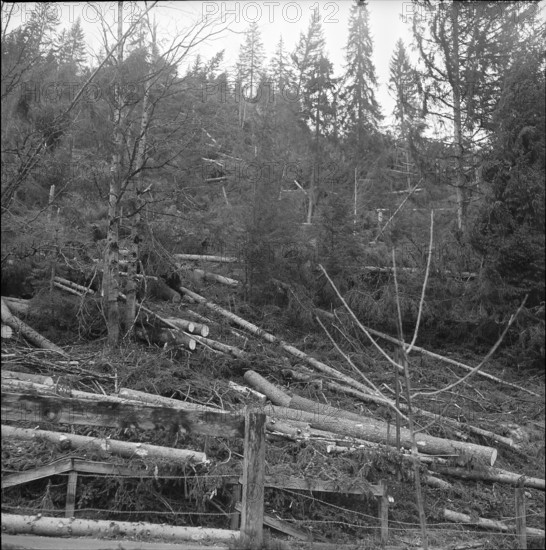 Zweisimmen, uprooted, damaged trees after fohn storm; 1962.