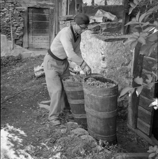 Heidenwein: winegrower with wine tub, 1956.