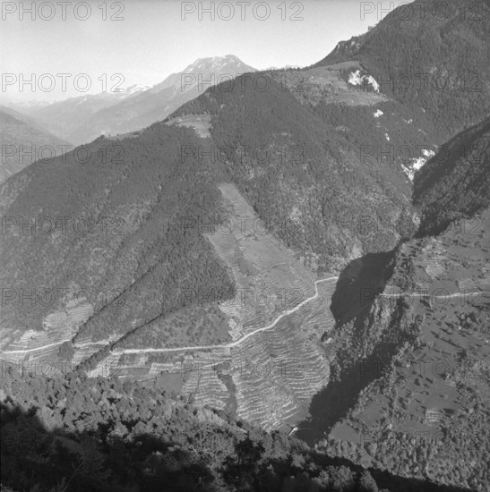 Heidenwein: submontane vineyards of Hohtenn, 1956.