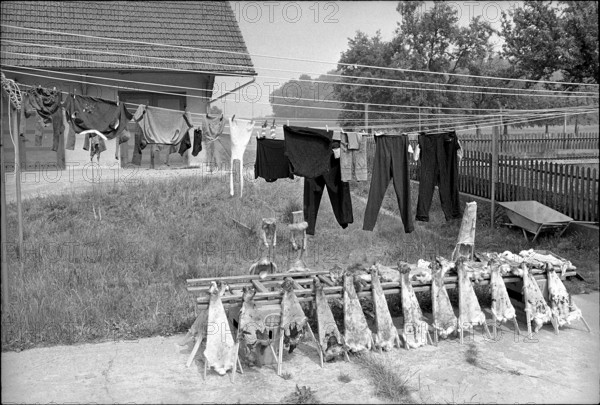 Agasul: Drying clothes and rabbit skins 1969.