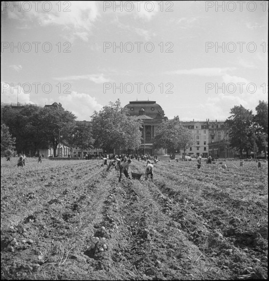 Potato field, potato harvest in the city centre; 1942.