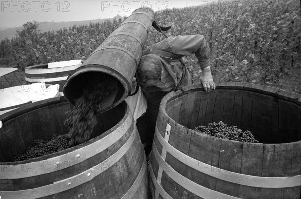 Vintage in Hallau, 1967.