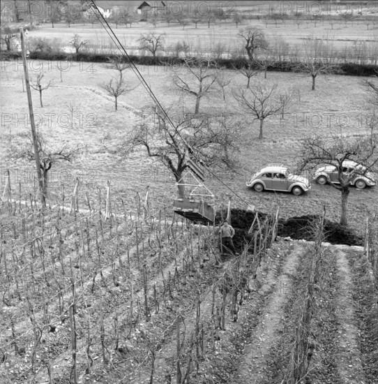Aerial cableway in a vineyard near Saint-Leonard, 1961.