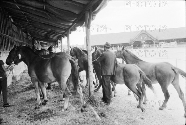 62nd Marche-Concours Saignelegier, horse stable, 1965.
