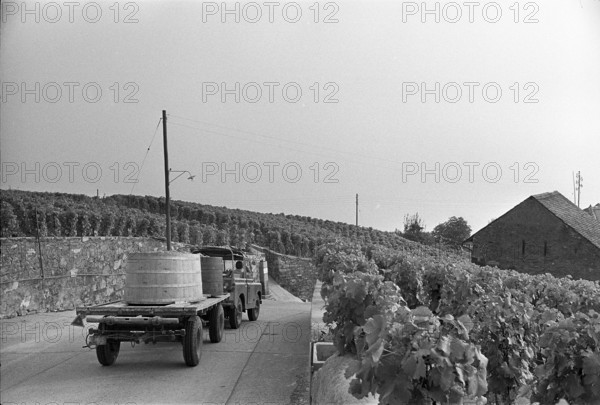 Grape harvest in Epesses; 1971.
