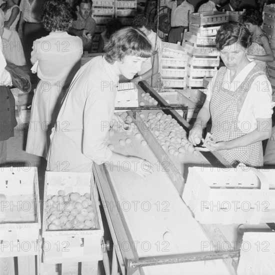 Apricot Harvest in Valais, 1959.