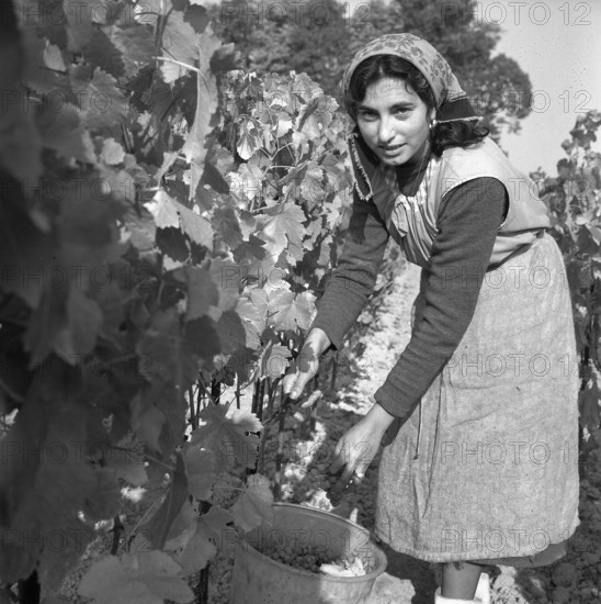 Winegrower at grape gathering near Lake Geneva, 1962.