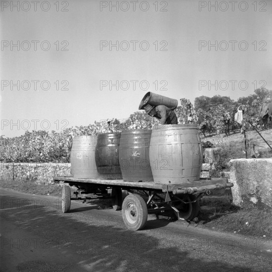 Winegrower at grape gathering near Lake Geneva, 1962.