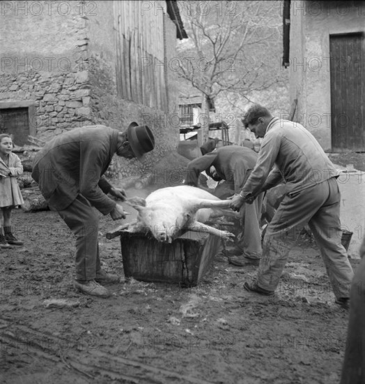 Saillon, slaughtering of the New Year's pig; 1948.