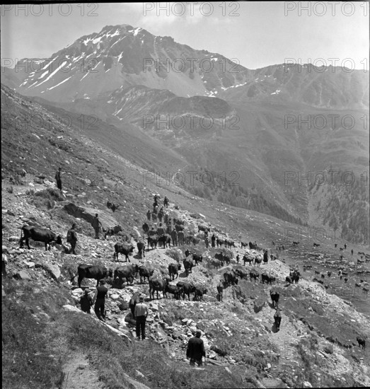Leading the cattle to the Alpine pastures, Valais 1942.