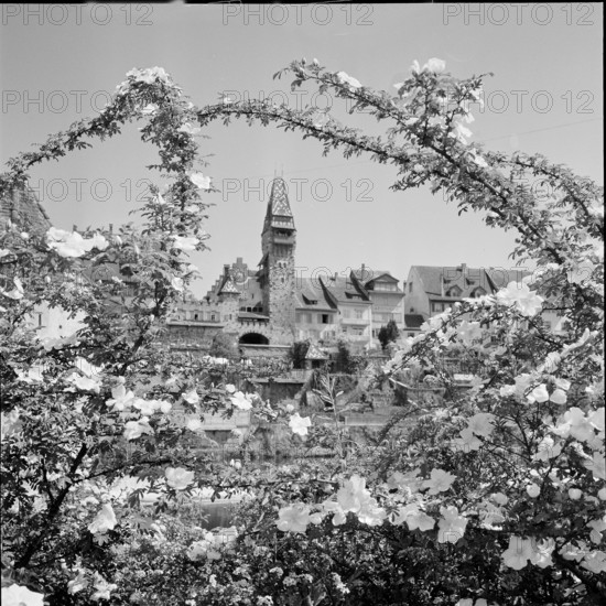 Village Bremgarten in springtime, 1957.