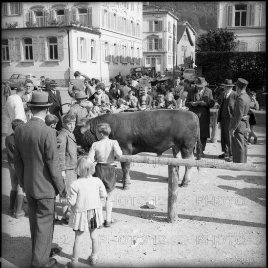 Bull at young cattle exhibition in Glarus 1955.