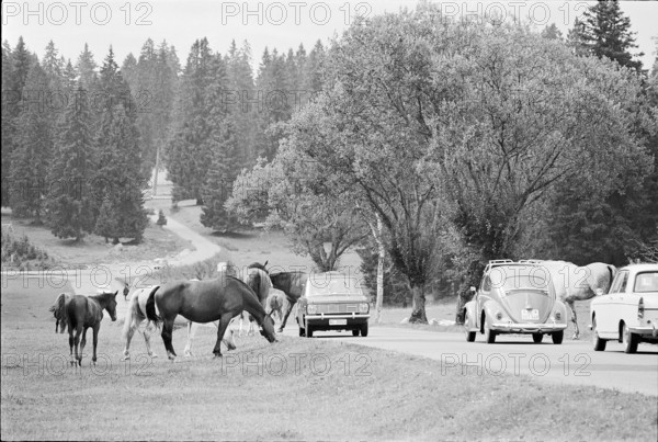 64th Marche-Concours Saignelegier, 1967.