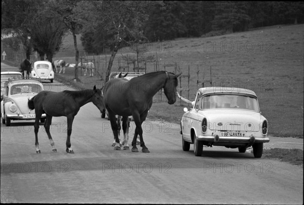 64th Marche-Concours Saignelegier, 1967.