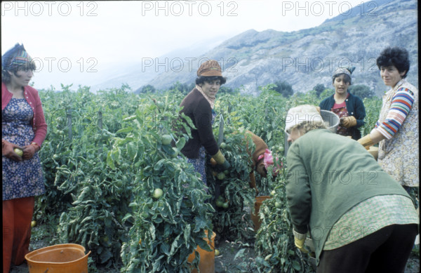 Women pickig tomatoes in canton Valais 1980.