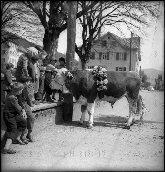 Bull in Valais village, 1954.