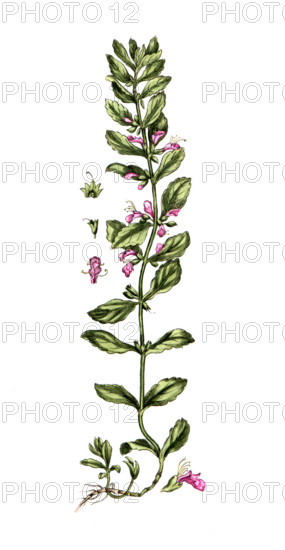 Teucrium scordium