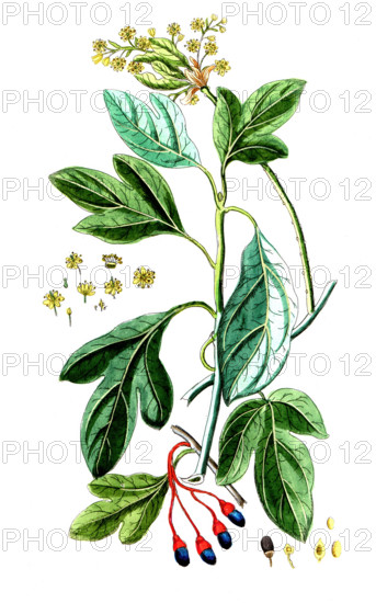 Laurus sassafras