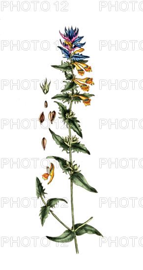 Melampyrum nemorosum