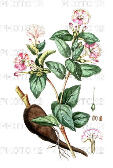 Mirabilis jalapa