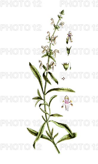 Stachys recta