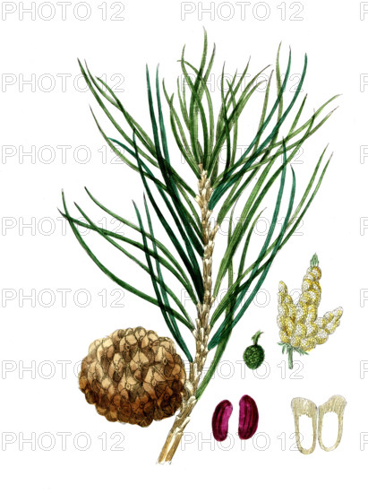 Pinus pinea