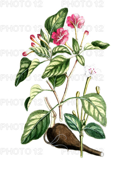 Mirabelilis dichotoma