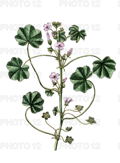 Malva rotundifolia