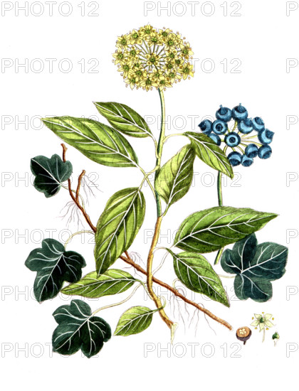 Hedera helix