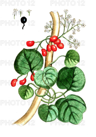 Menispermum cocculus