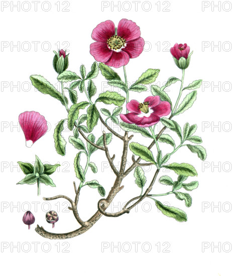 Cistus creticus