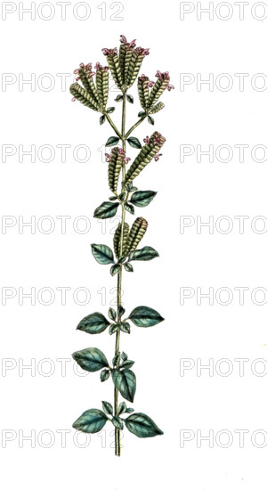 Origanum creticum